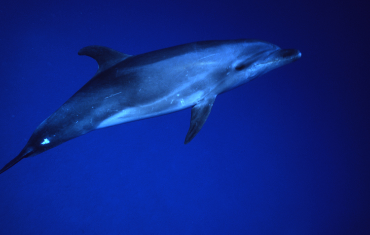 DIVING;dolphins;blue water;cayman brac;cayman island;F743_Factor_011B 2;dolphin